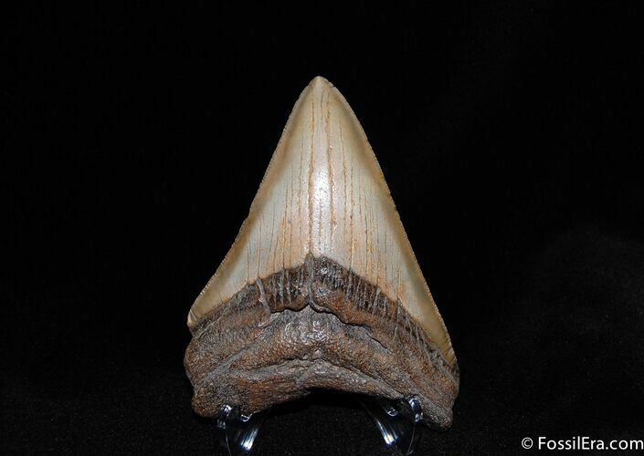 Sharp, Serrated Inch Megalodon Tooth #186